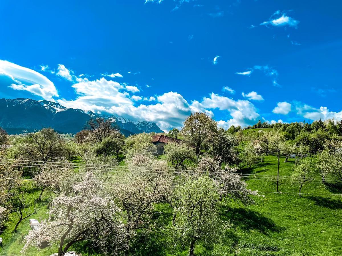 Transylvania Mountain View Cdi Bran  Exterior foto